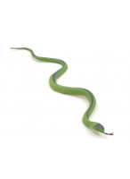 Змея резиновая  0023  светло-зеленая  CL03-30
