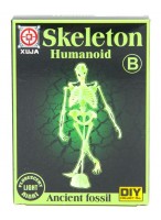 Скелет  ВК  18-28 (B)  "Гуманоид"  (светится в темноте)